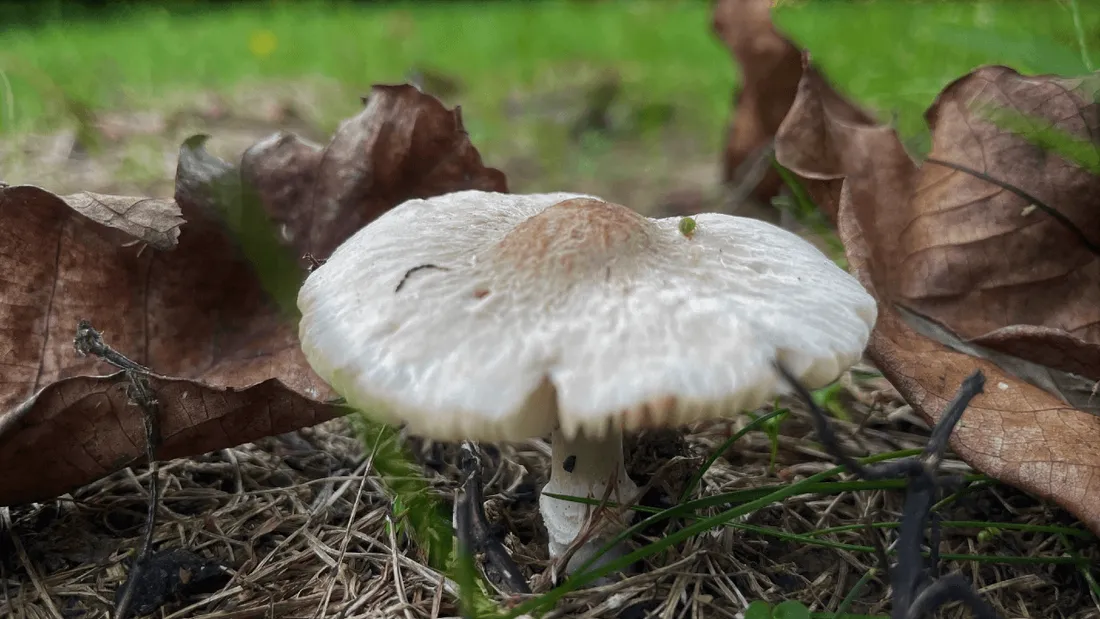 Les intoxications aux champignons sont en hausse