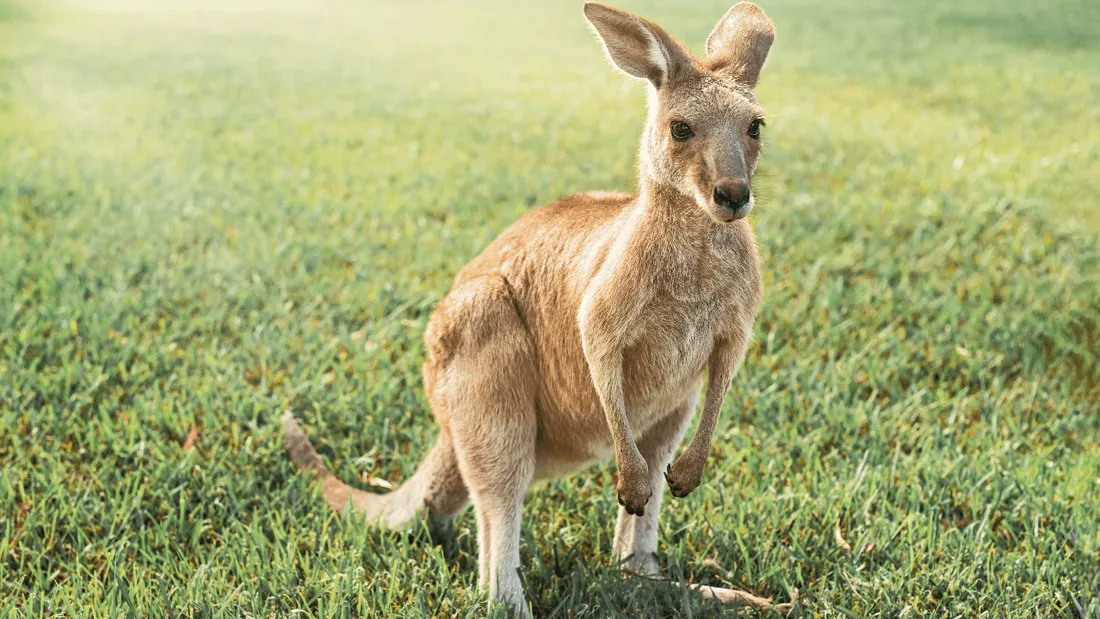 Un kangourou