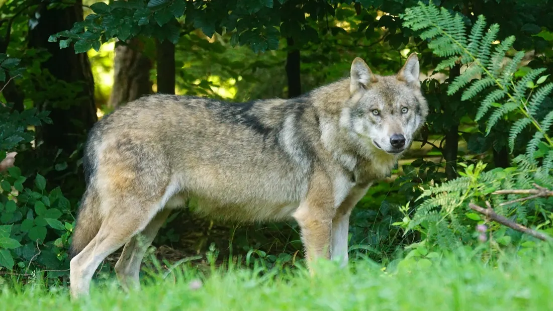 Deux loups germano-polonais ont été identifiés dans le Finistère à ce jour.