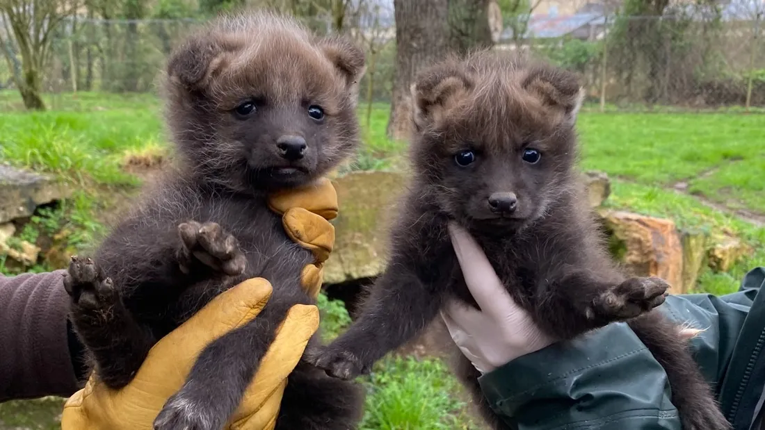 Bioparc de Doué-la-Fontaine : deux loups à crinières sont nés, une première depuis 10 ans