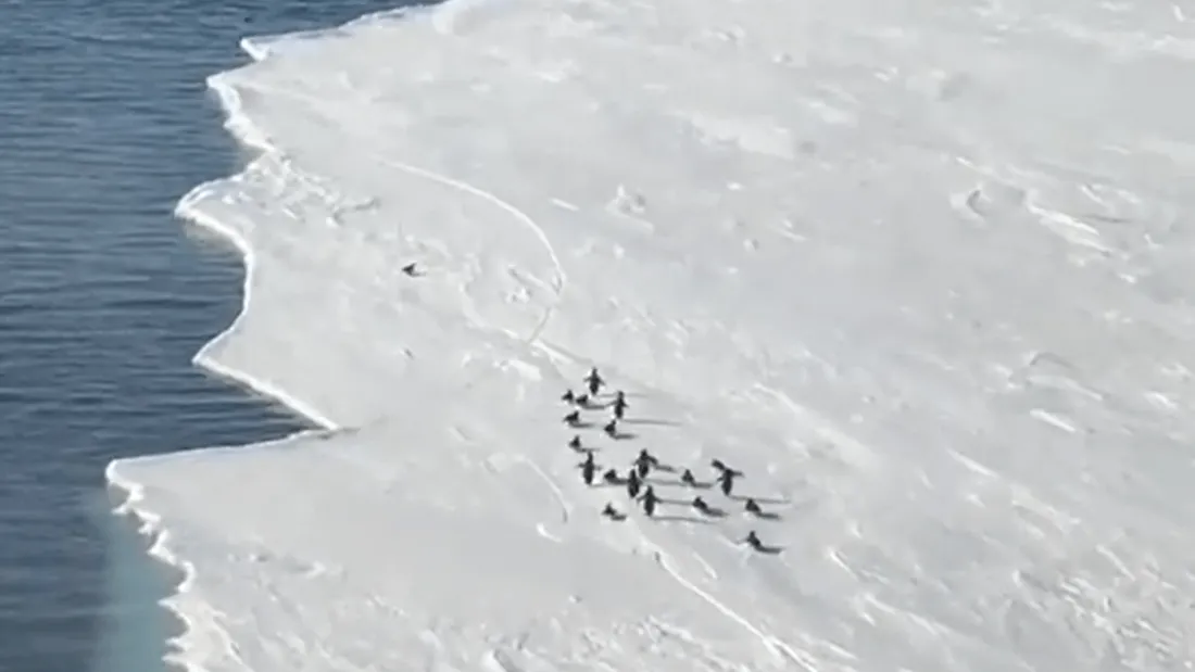 La vidéo d'un manchot fait craquer internet