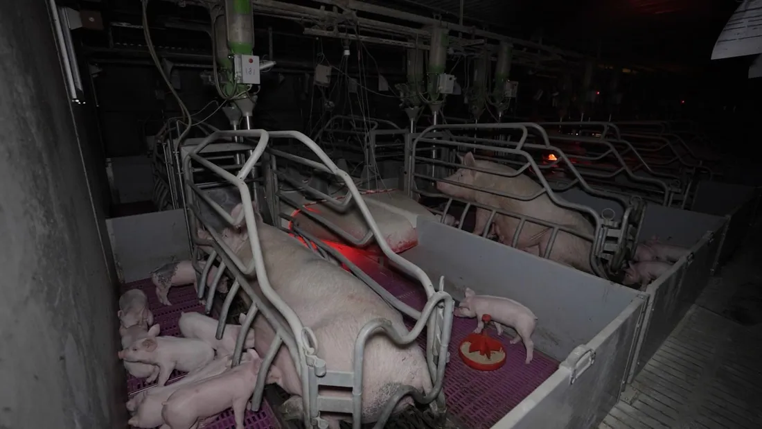 L214 épingle cette maternité porcine de Kergrist dans le Morbihan