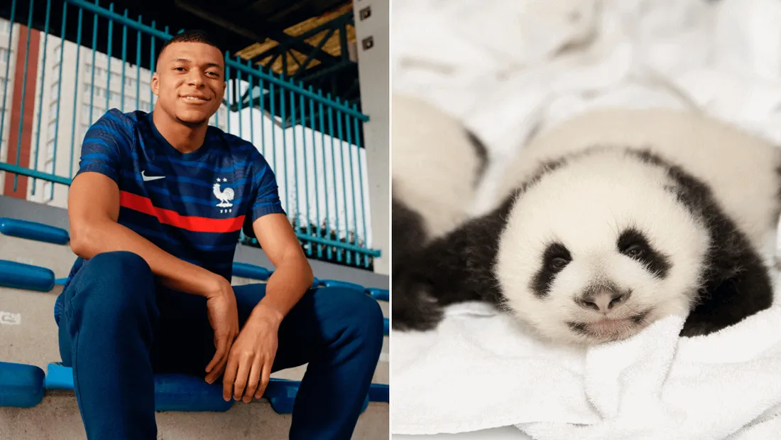 Kylian Mbappé et un bébé panda du zoo de Beauval