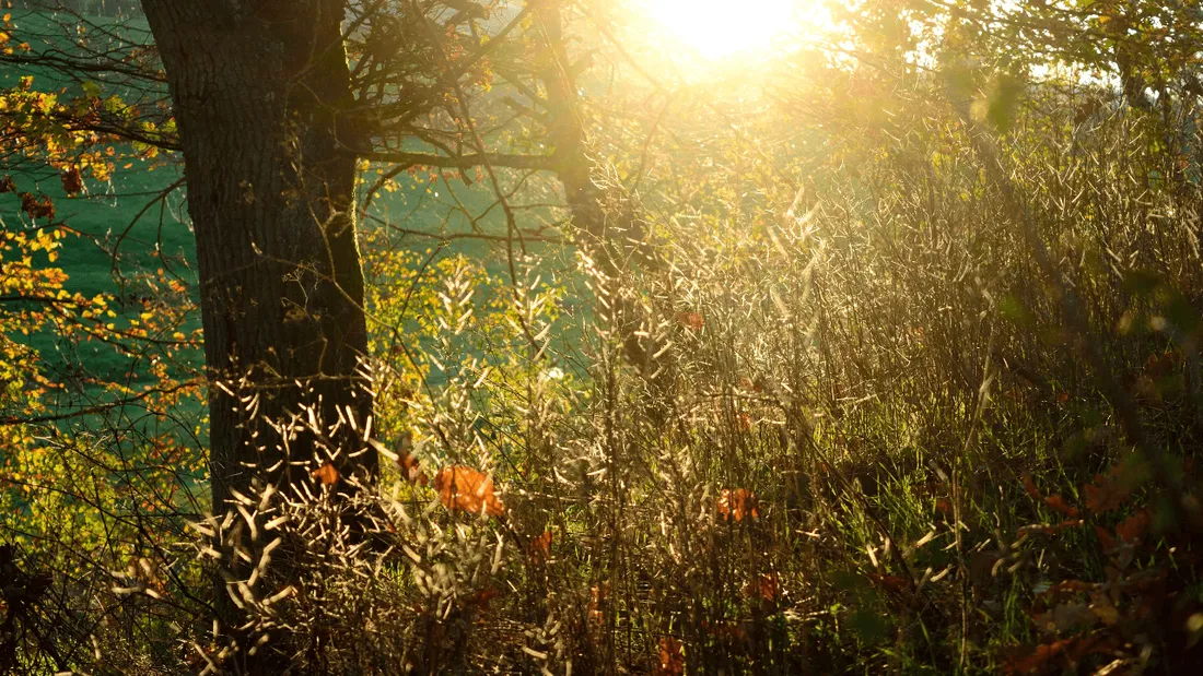 2021, un court répit dans le réchauffement climatique en France, selon Météo-France