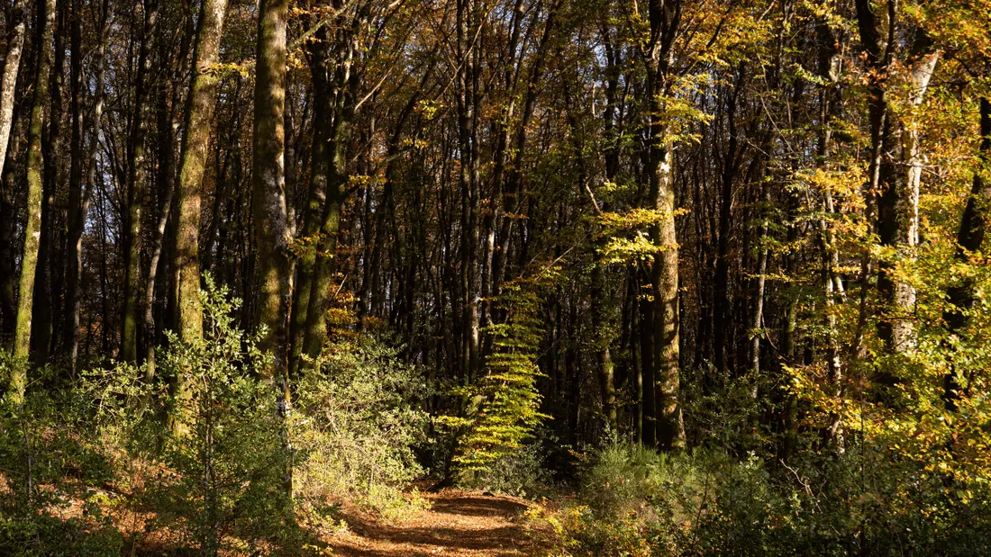 Bientôt une "Météo des forêts" quotidienne pour le grand public