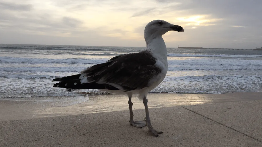 Les oiseaux sauvages touchés eux aussi par la grippe aviaire