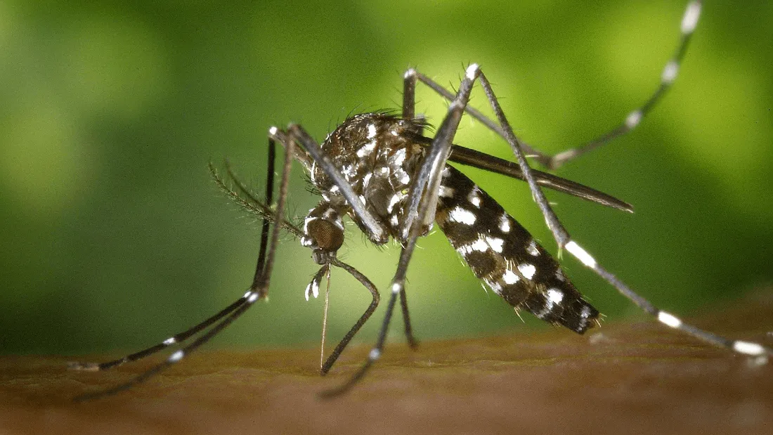 moustiques dengue