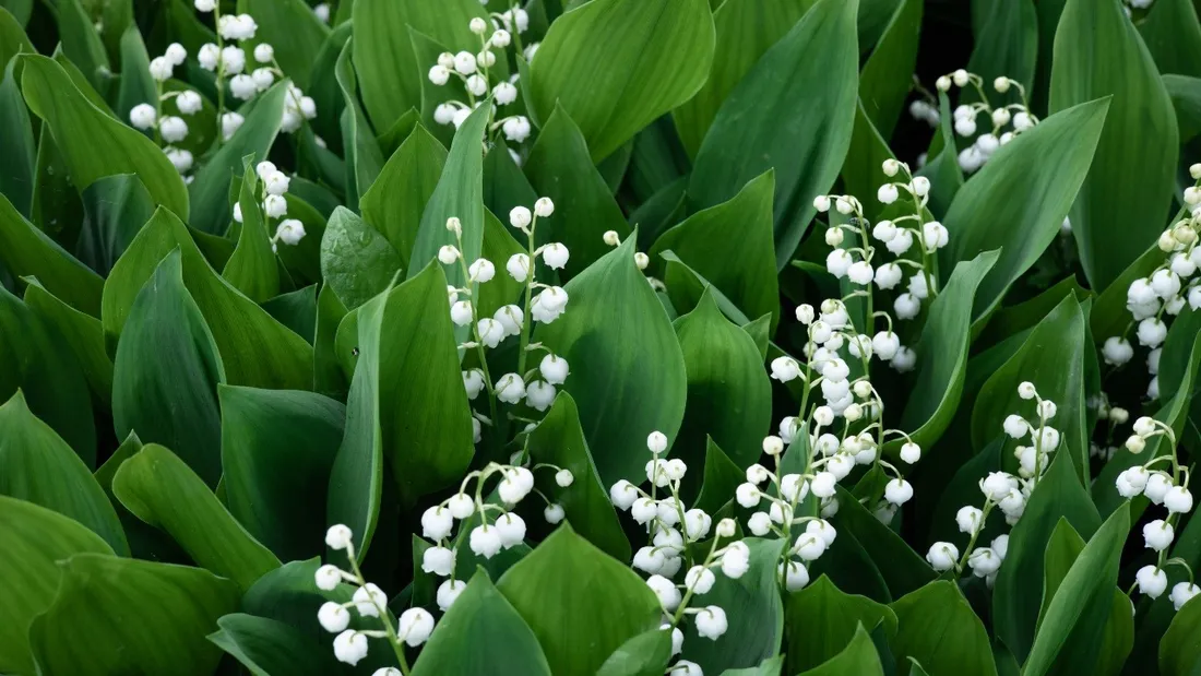 Le cueillette du muguet est précoce cette année en Loire-Atlantique