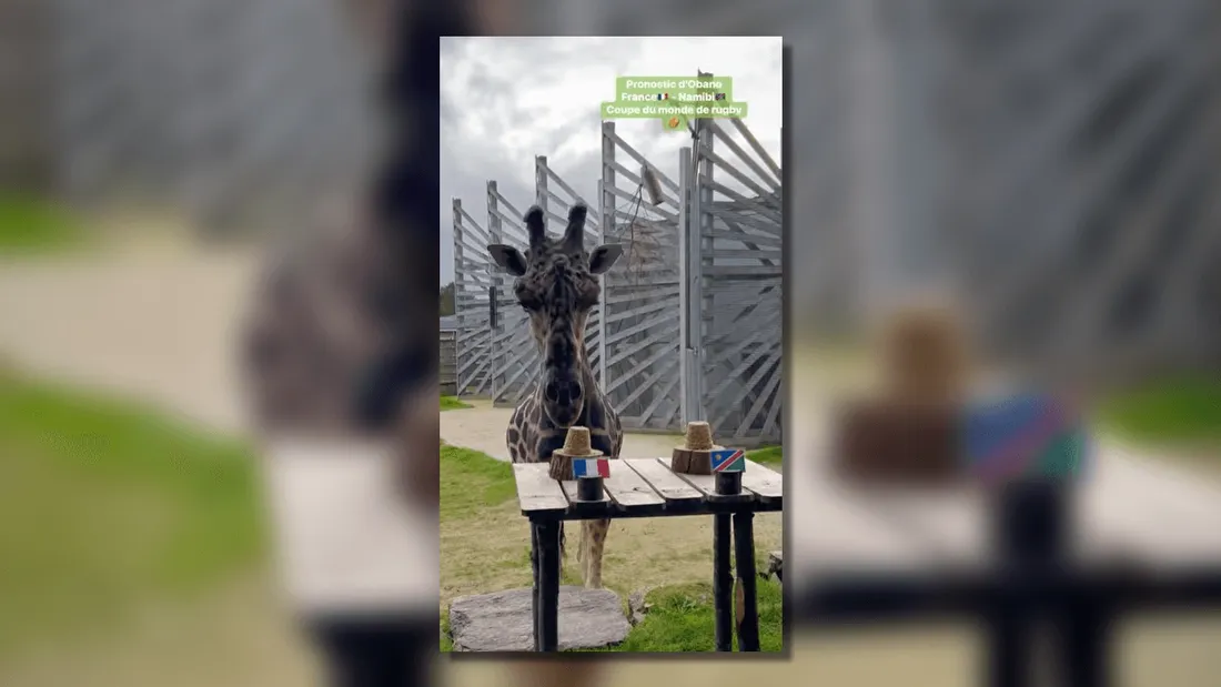 France-Namibie : le pronostic d'Obano la girafe