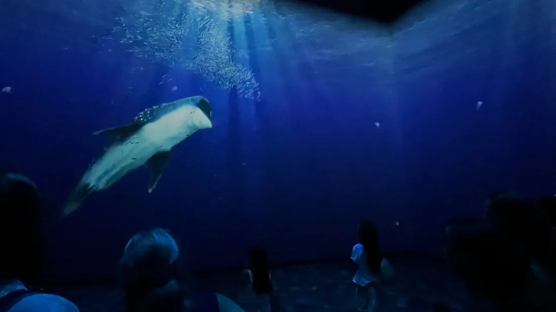 Immersea Océarium du Croisic