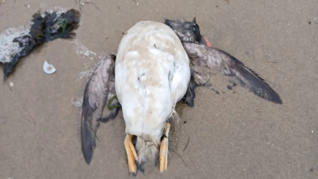 Oiseau mort sur une plage de la façade Atlantique