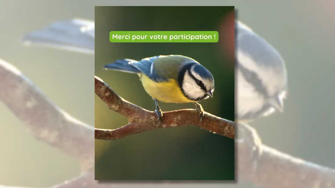 Bretagne Vivante vous invite à observer et compter les oiseaux qui visitent vos jardins.