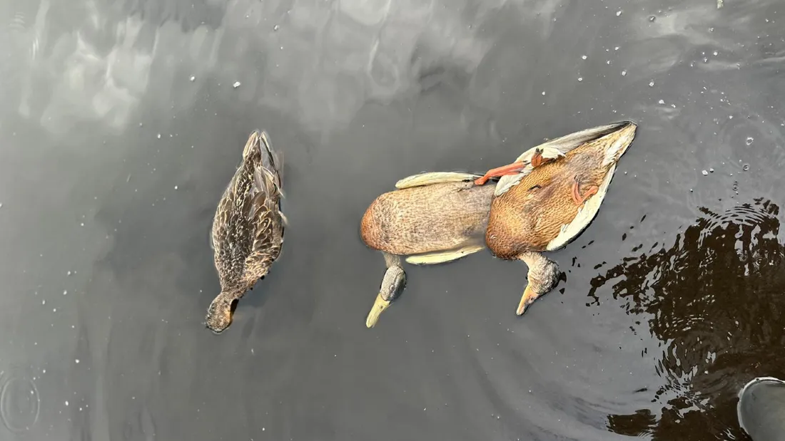 Volatiles du marais de Brière - Frédéric Richeux DR