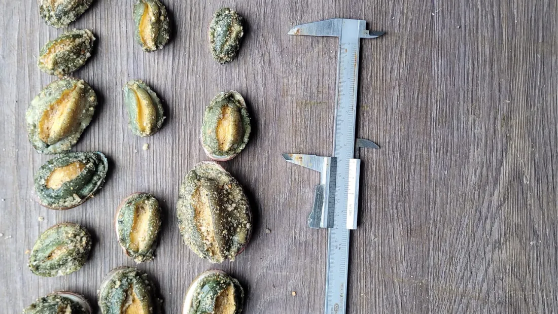 Les ormeaux doivent mesurer 9 cm minimum.