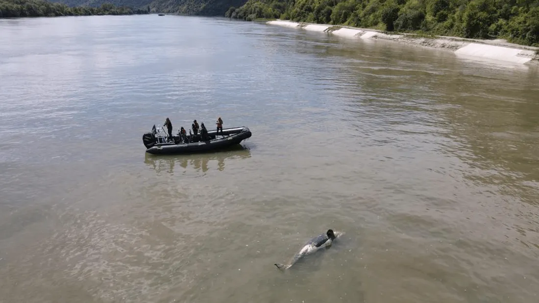Bloquée dans la Seine depuis une quinzaine de jours, l'orque a été retrouvée morte