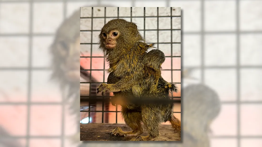 Prada et Pingakuy, un couple de ouistitis pygmées, ont donné naissance à deux petits.