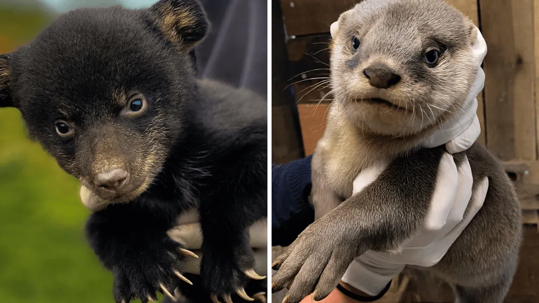 De nouveaux pensionnaires à Planète Sauvage