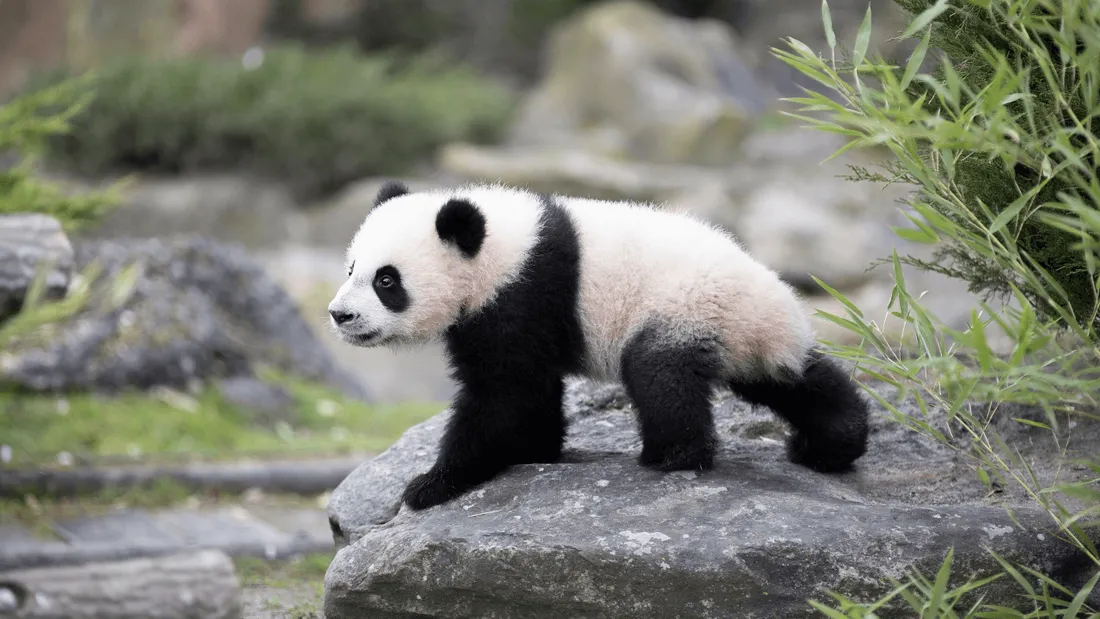 Roulades, escalade, chutes : les bébés pandas de Beauval ont fait leur première sortie !
