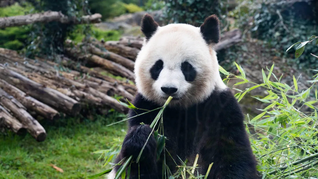 Panda Zoo de Beauval