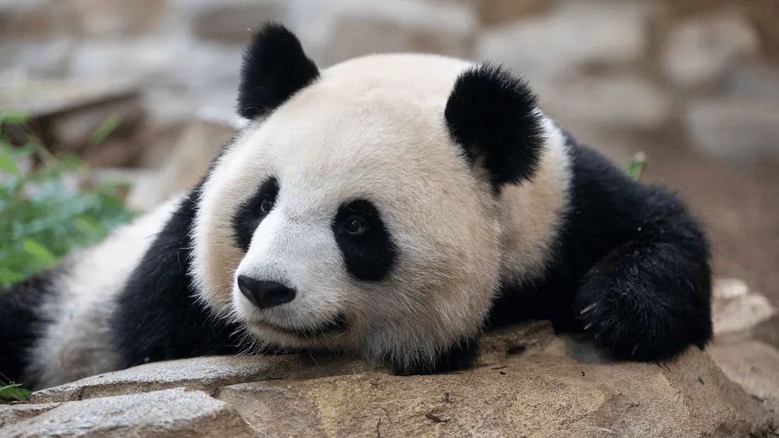 Panda Zoo de Beauval