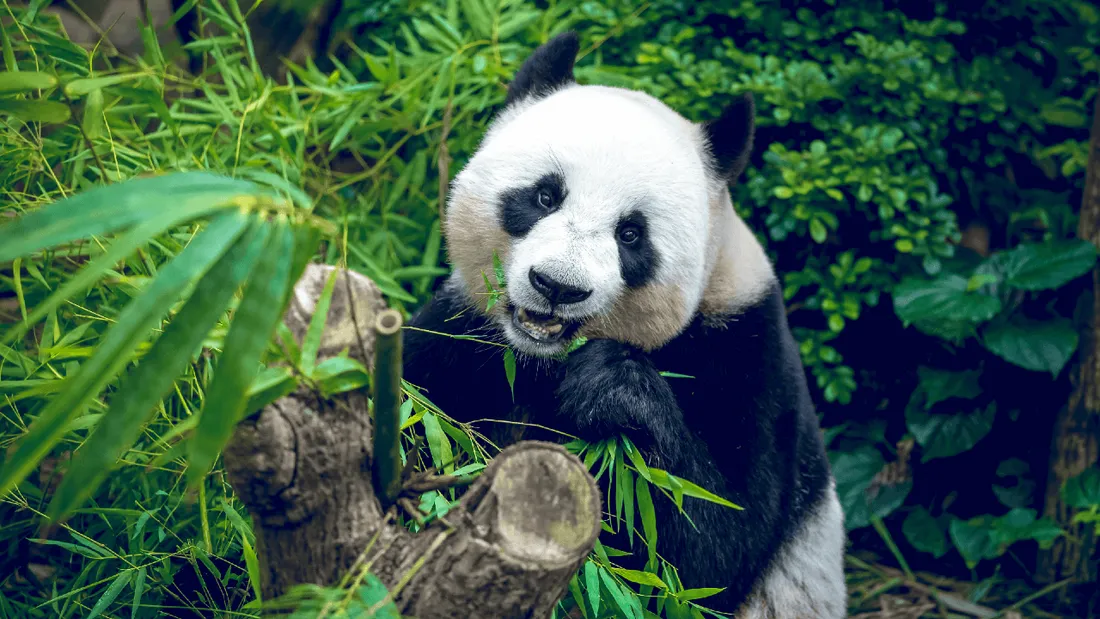 Deux ans après, ils se rendent compte que ce panda est une femelle et non un mâle