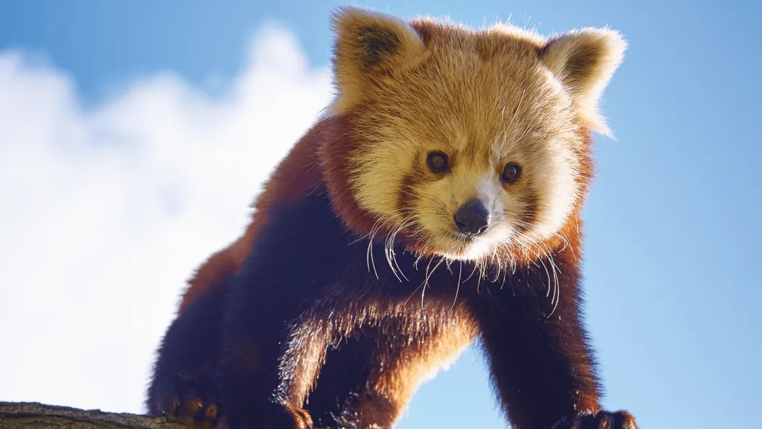 « Une saison au zoo », c’est terminé sur France 4