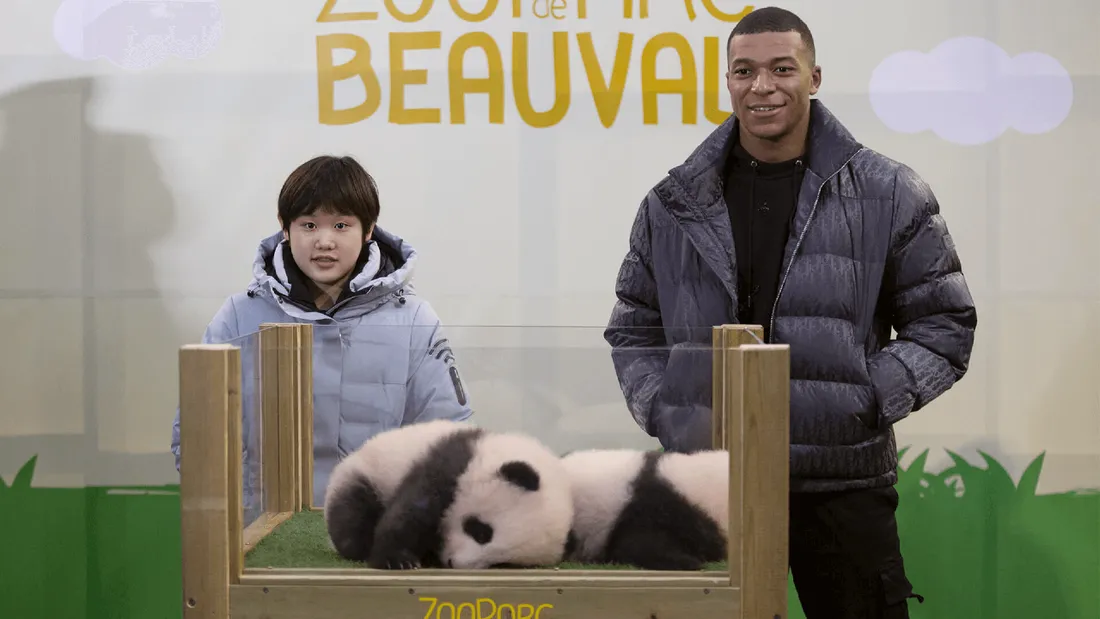Les bébés pandas du Zoo de Beauval ont un nom !