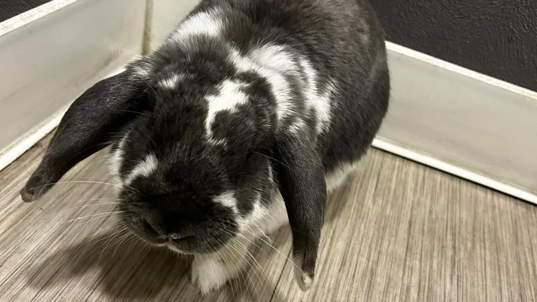 Panpan, le lapin qui a passé une nuit en garde à vue à Morlaix.