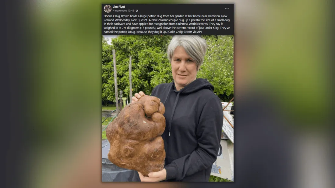 Plus grosse patate du monde de 7,9 kg