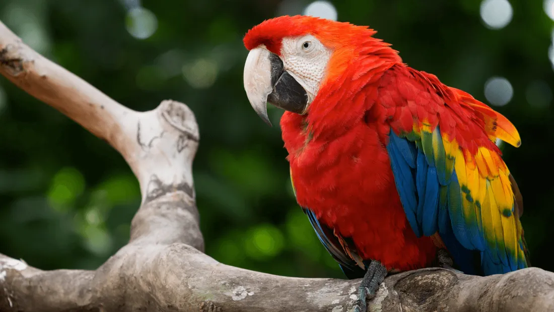 Porté disparu depuis 1 mois en Bretagne, le perroquet est retrouvé en Vendée