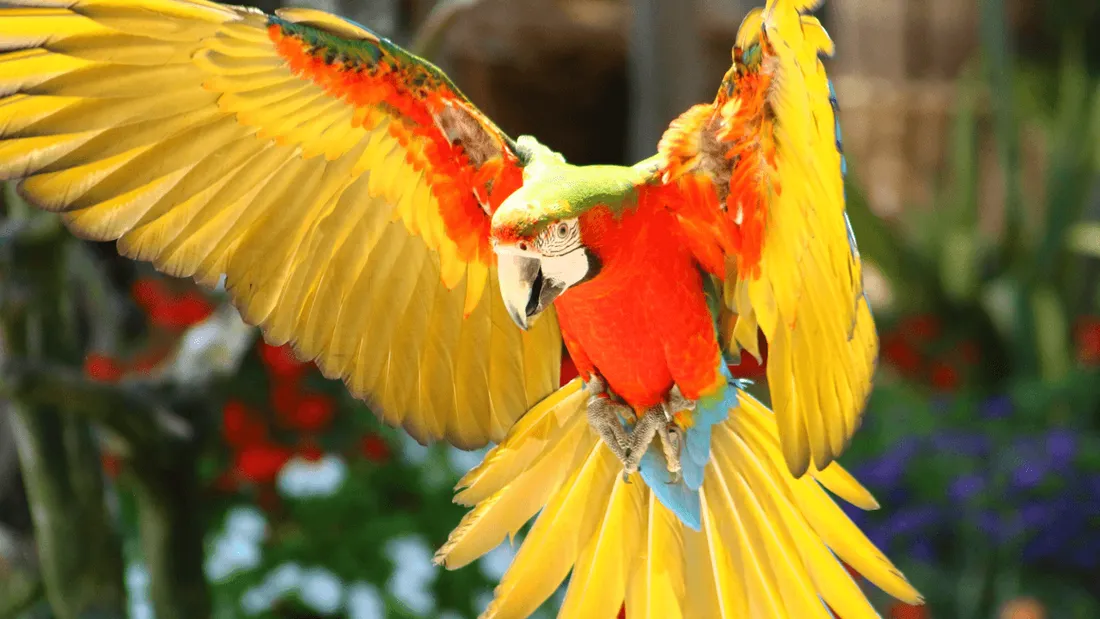 Morbihan : 2 perroquets recherchés après s'être enfuis du Tropical Parc