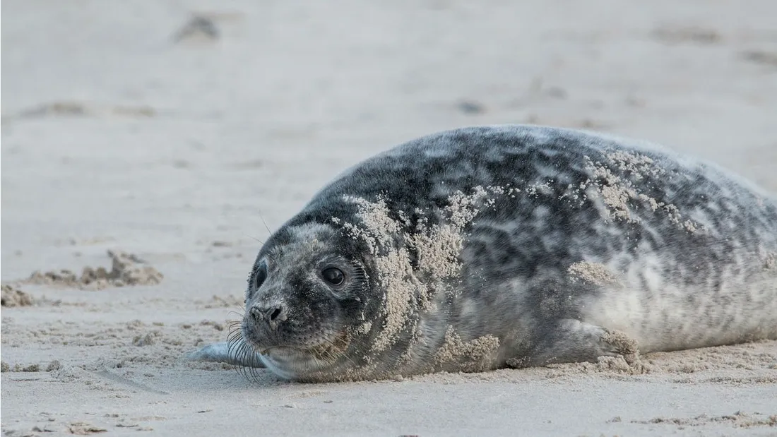 Le jeune phoque a été découvert à plus de 500 mètres de la mer.