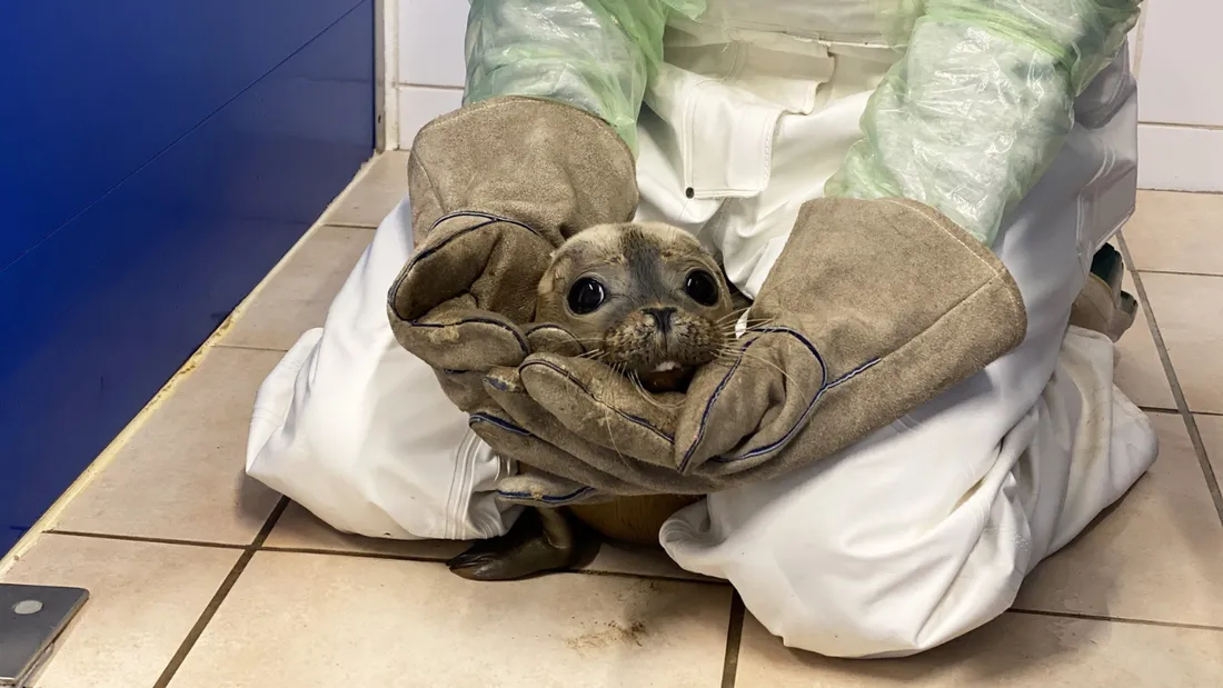 711 et 712 avaient été récupérés affaiblis et amaigris l'été dernier.