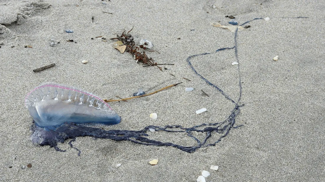 Des physalies observées sur des plages vendéennes : ne pas y toucher !
