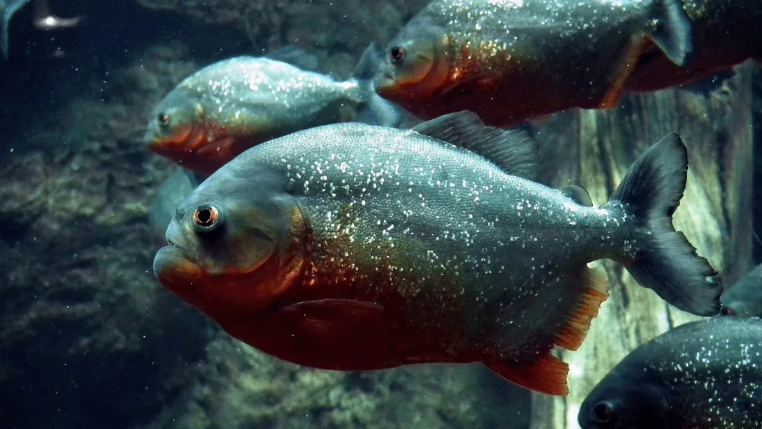 Attaque de piranhas fait une trentaine de blessés en Argentine