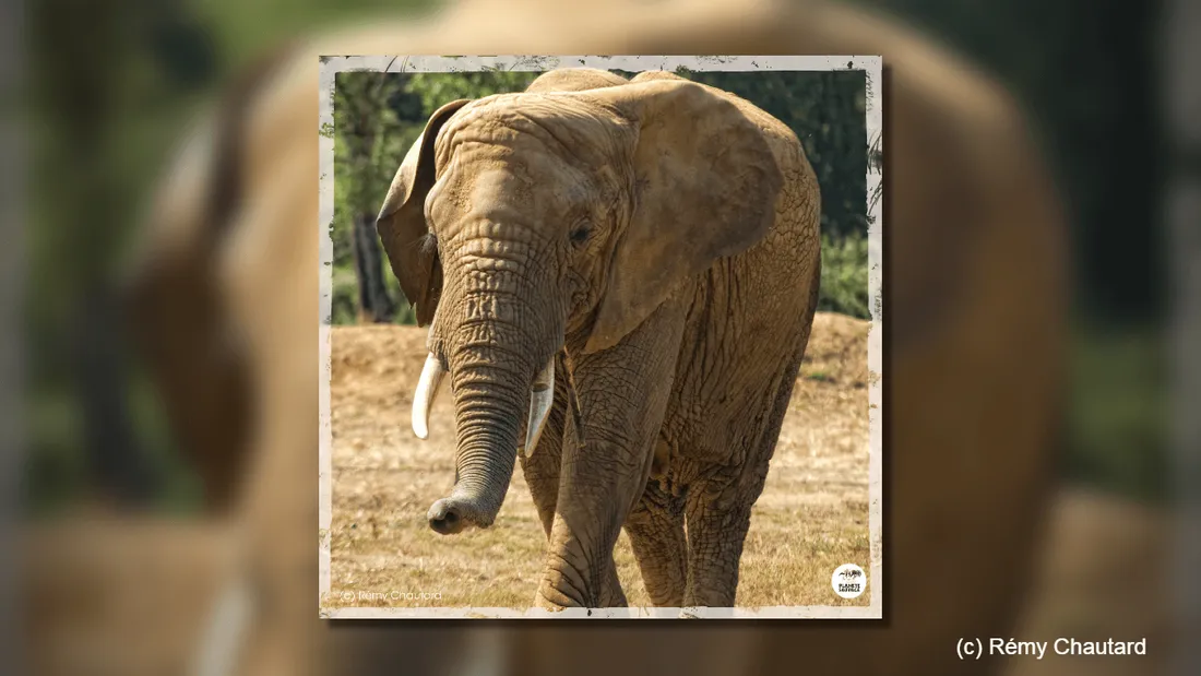 Planète Sauvage : décès de Flora, l'un des deux éléphants d'Afrique du parc zoologique