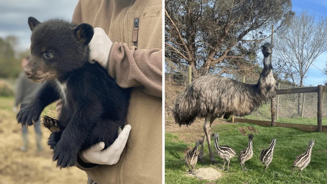 Planète Sauvage oursons et émeus