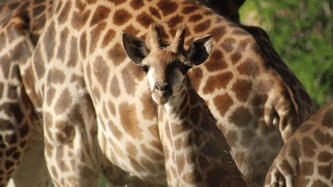 Planète Sauvage annonce la naissance d’un girafon 