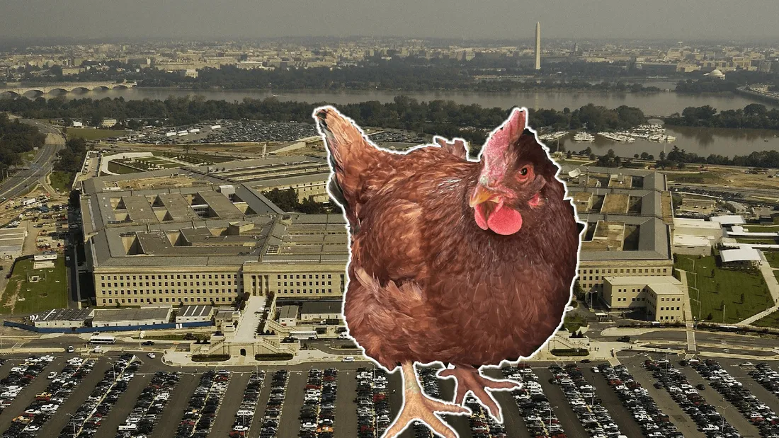 Une poule tente d'entrer au Pentagone