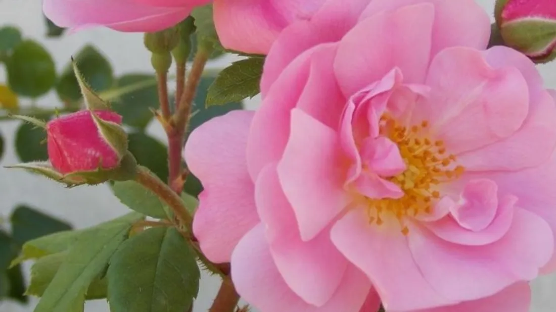 Rendez-vous aux jardins à la maison de Georges Clemenceau