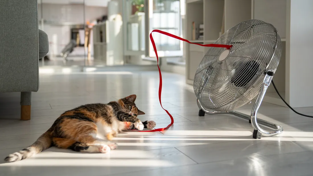 Chat en intérieur maison ventilateur chaleur canicule