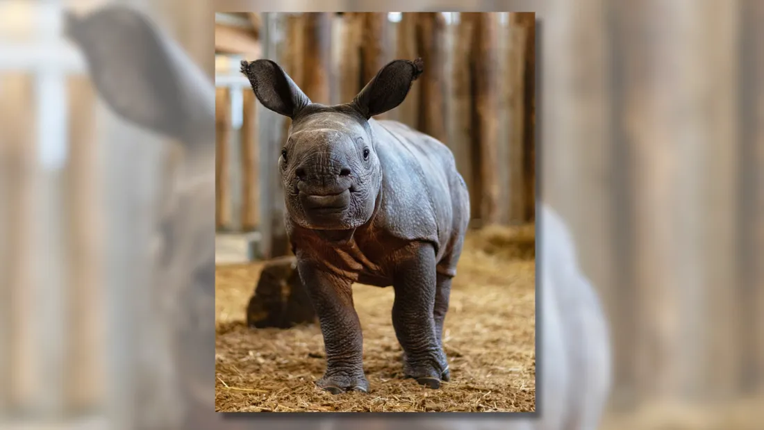 Sonaï, bébé rhinocéros indien, âgé d'un mois.