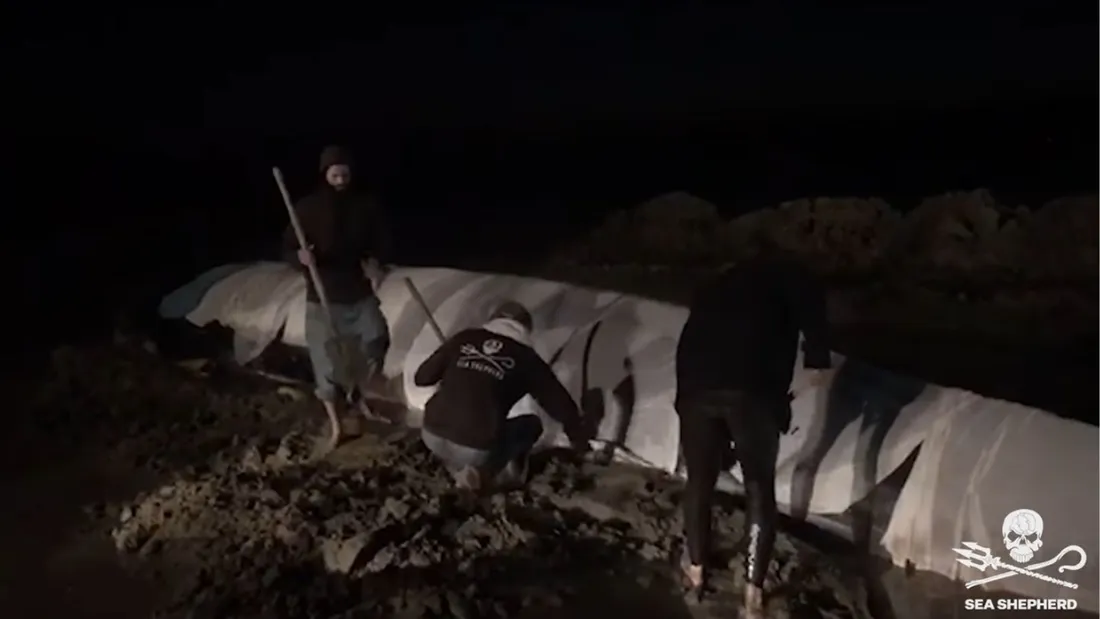La mobilisation des militants de Sea Shepherd a permis à la baleine de regagner la mer.