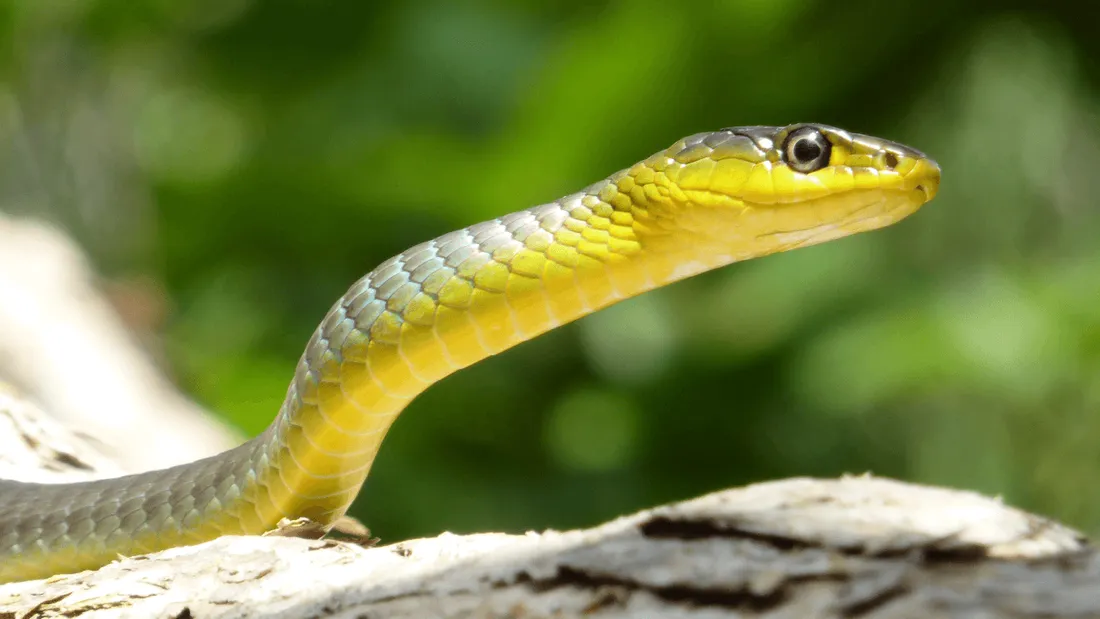 Un trafiquant cachait 52 serpents et lézards dans son pantalon