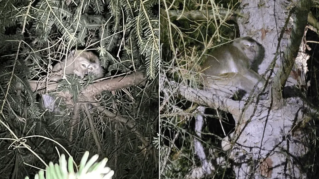 États-Unis : des singes de laboratoire s'évadent lors d'un accident de la route