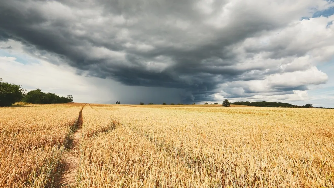 La récolte de blé connaît une chute jamais vue depuis 41 ans.