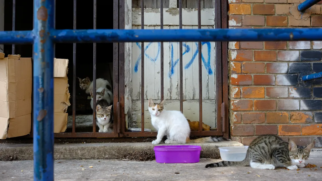 Abandon d'animaux