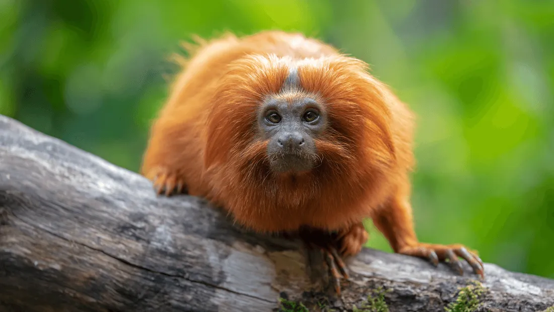 Un tamarin-lion doré