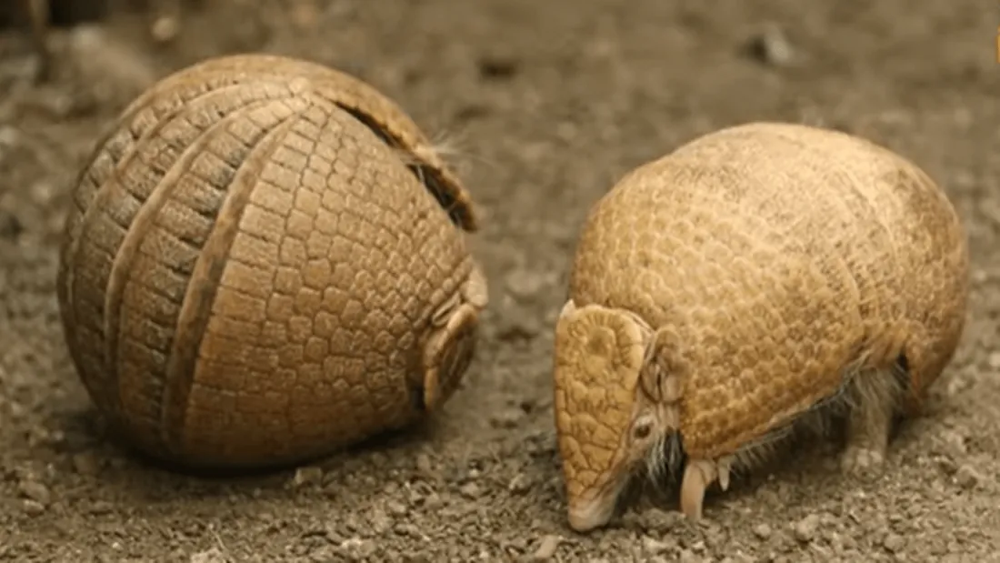 Tatou albinos au ZooParc de Beauval