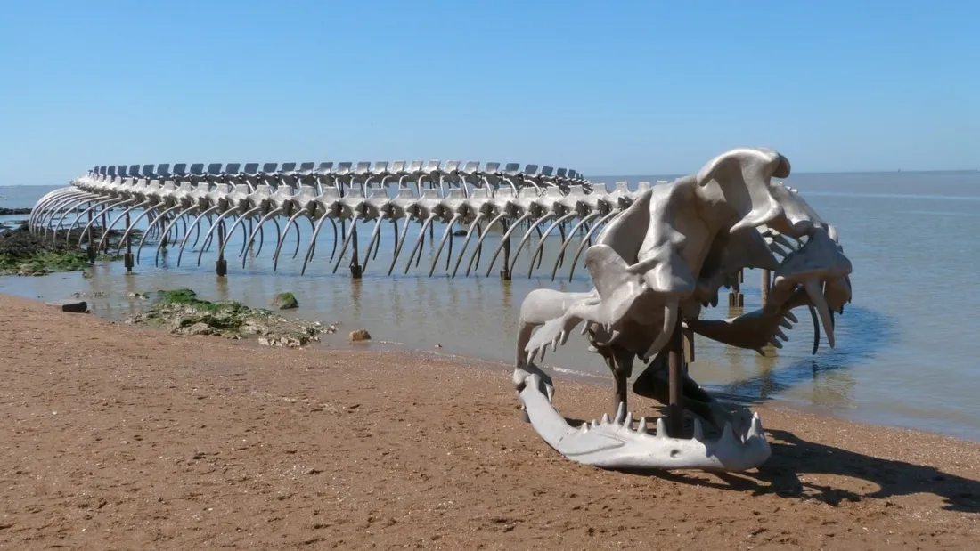 Loire-Atlantique : l’histoire de ce serpent géant échoué sur la plage